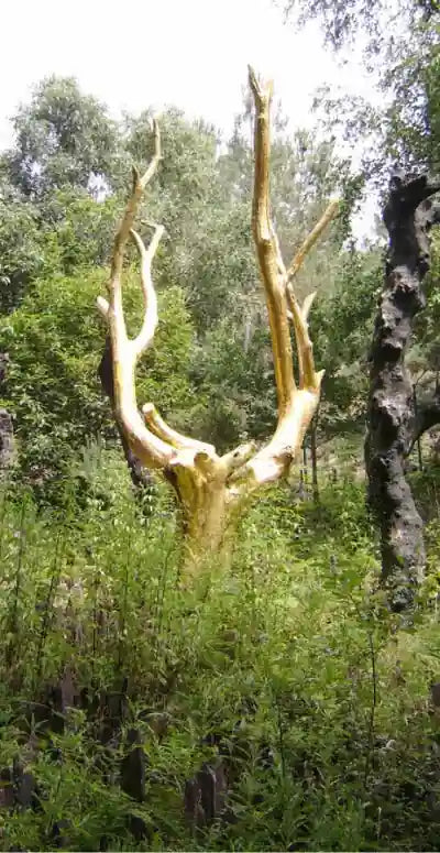 L'arbre d'or en forêt de Broceliande